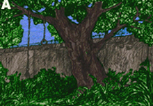 yard