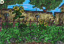 yard