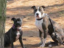 Marek Vit's doggies