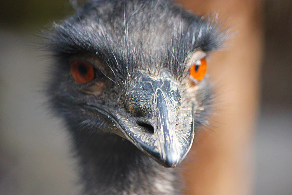 emu