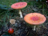 a fly amanita