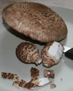 a parasol