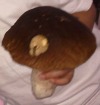 a porcini
