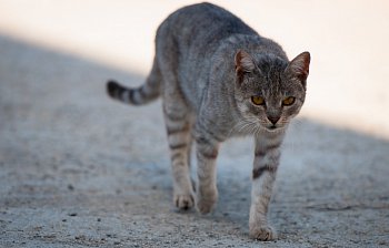 stray