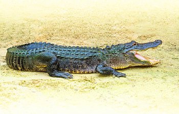 alligator