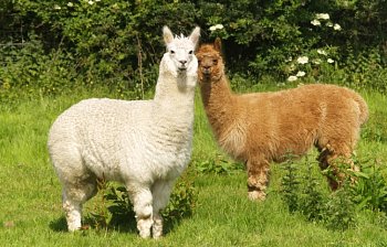 alpaca