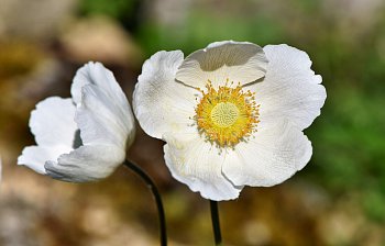anemone