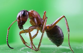 ant