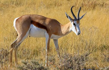 antelope