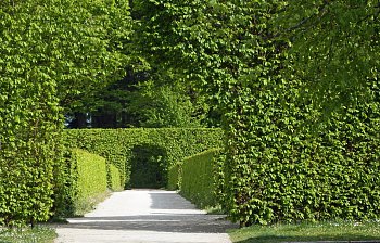 hedge