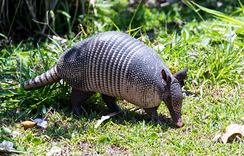 armadillo