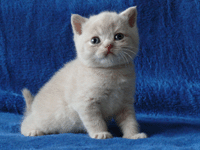 British Shorthair