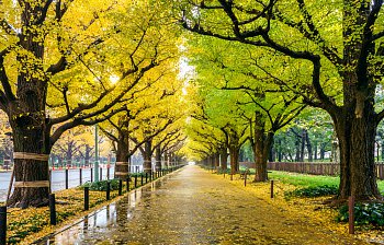 allée
