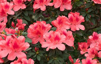 azalea