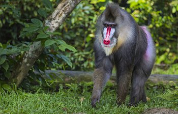 baboon