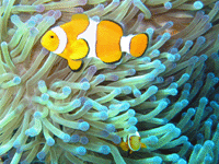 The Great Barrier Reef