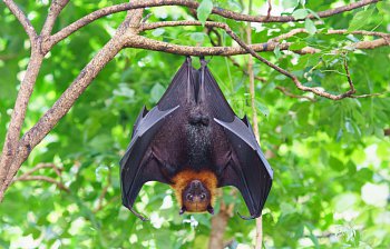 bat