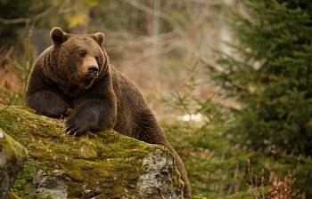 bear