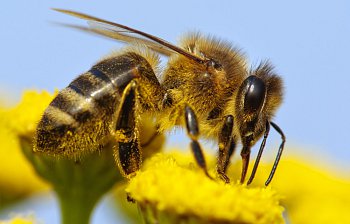 bee
