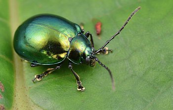 beetle