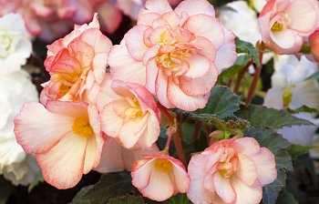 begonia