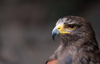bird of prey