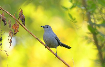 bird