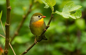 birdie