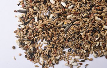 birdseed