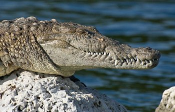 crocodile