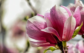 bloom