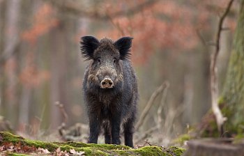 boar
