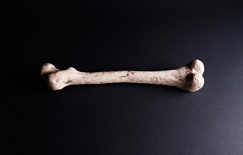 bone