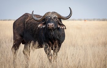 buffalo
