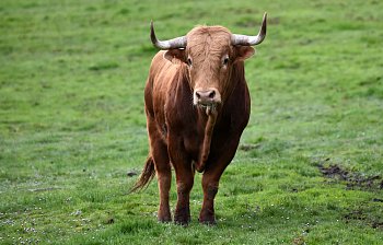 bull