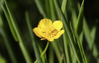 buttercup