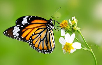 butterfly