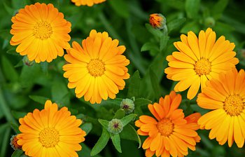 calendula