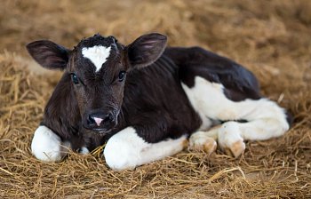 calf