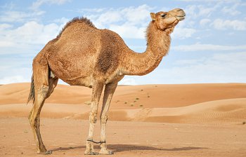 camel
