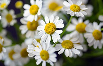camomile