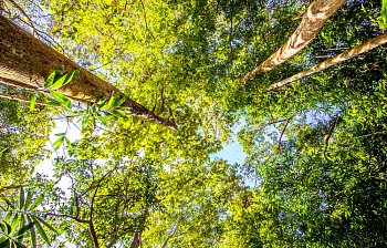 canopy