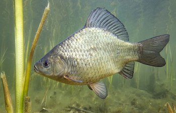 carp