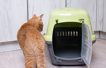 carrier