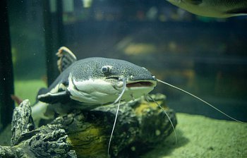 catfish