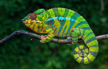 chameleon
