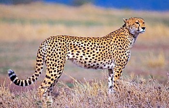 cheetah