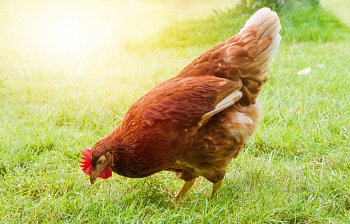 chicken
