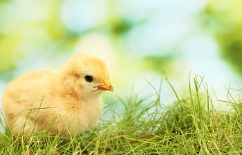 chick