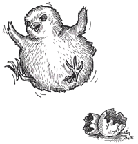 easter chick, (c) Petr Levinský